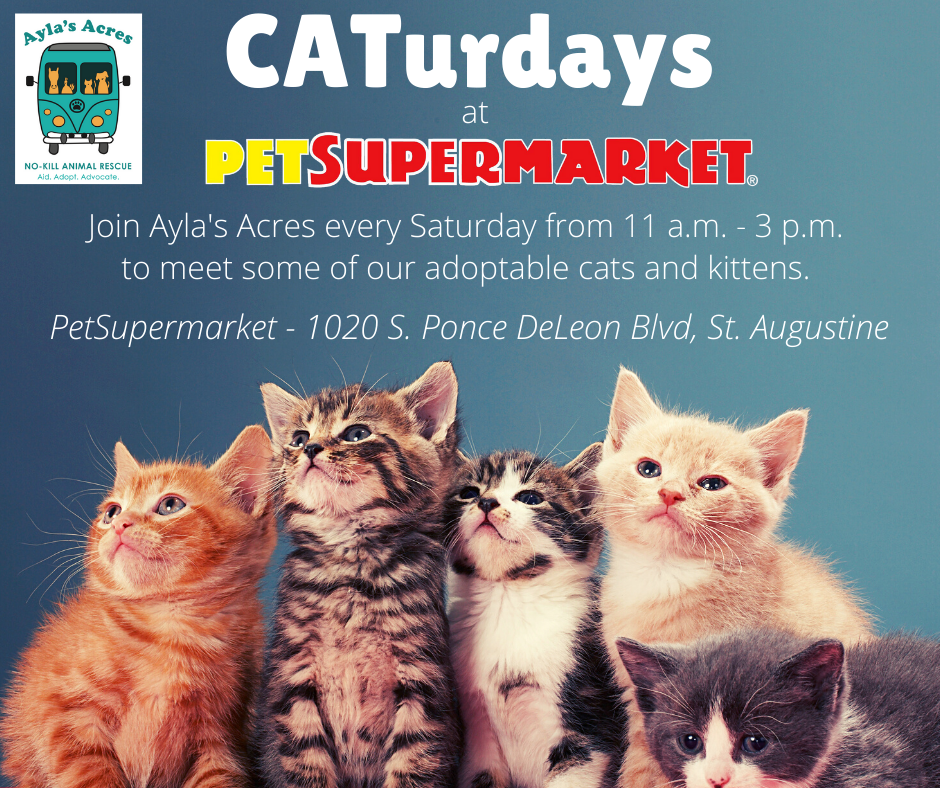 PetSupermarket Saturday Cat Adoptions